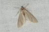 Acentria ephemerella